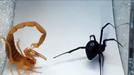YouTube: Pelea entre un escorpión y una viuda negra es viral