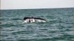 Humpback Whale Breached onto Fishing Boat