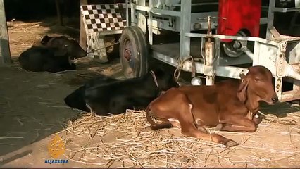 India's flourishing dairy industry