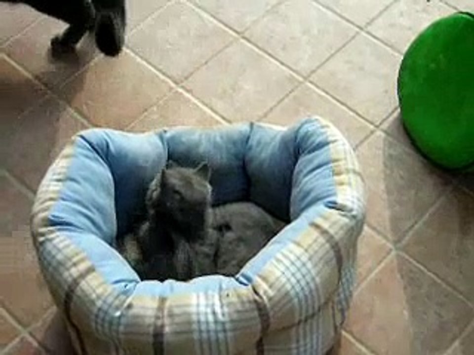 giochi di gatti certosino