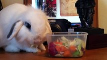 Elric The Bunny - Episode 5 (Animals Vlogs!)