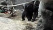 Gorilla Fight (One Male Gorilla vs Three Female Gorillas, Buffalo Zoo, 2008)