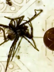 XXxX spider gives birth to worm xXxX