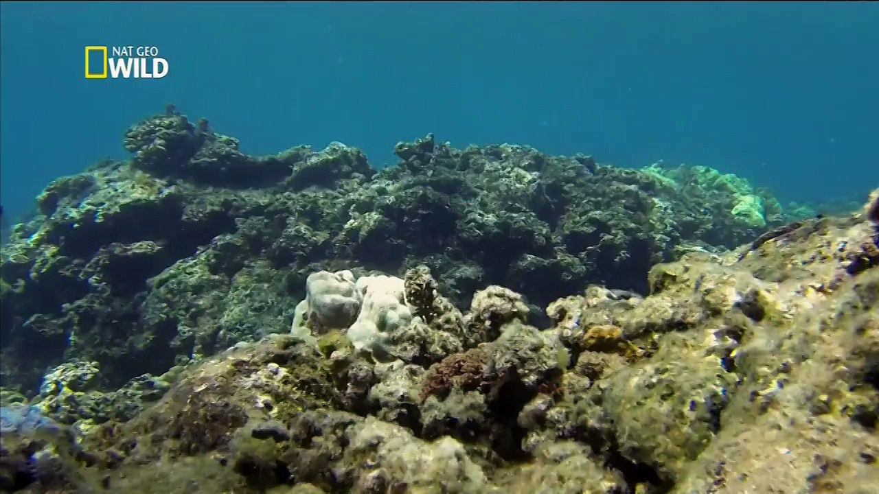 Segredos das Profundezas. #02. Havaí Selvagem.