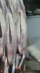 Rats found in mutton at lahore pakistan