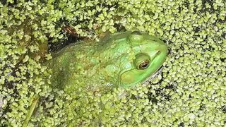 Ohio Algae Awareness