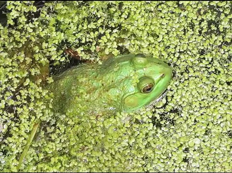 Ohio Algae Awareness