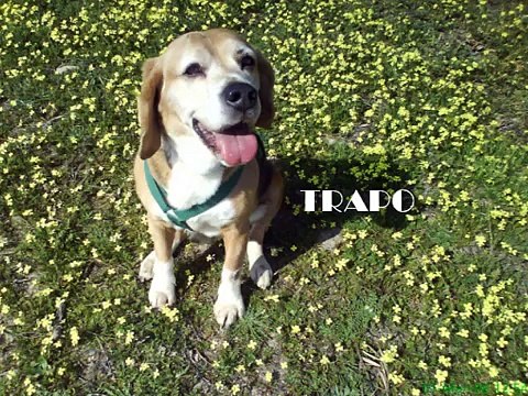 Perros de Asistencia.