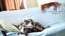 Funny animals stealing stuff - Cute animal compilation