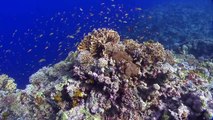 Corals reef of Philippines