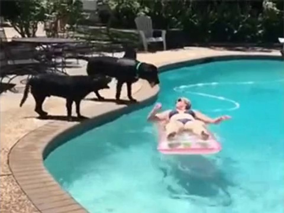 whatsapp funny videos 2016 2015 - dog jumps on sexy girl in swimming pool