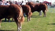 Limousin Championship Judging at the Great Yorkshire Show 2013