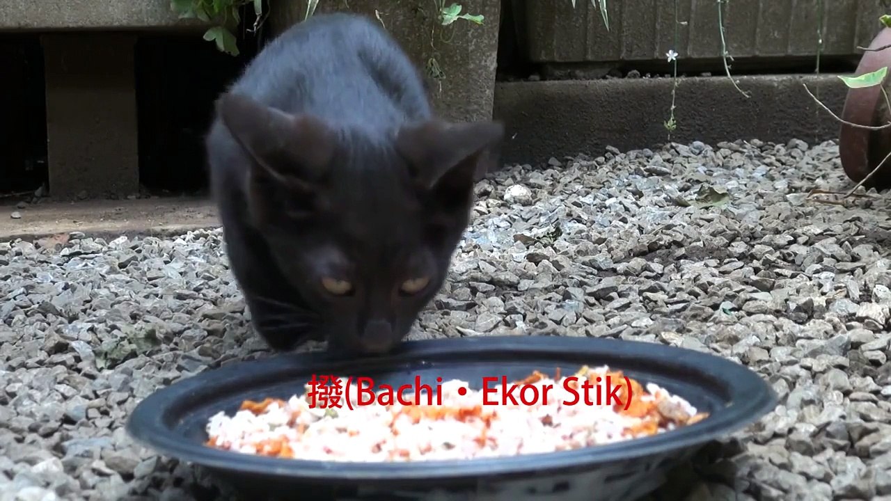 練馬の黒猫一家 Black Cats Family at Nerima, Tokyo(6)