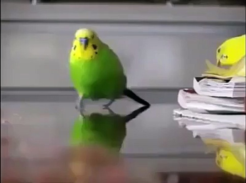 Bird runs for life (epic explosions)
