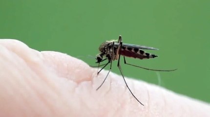 Mosquito Sucking Blood HD Video