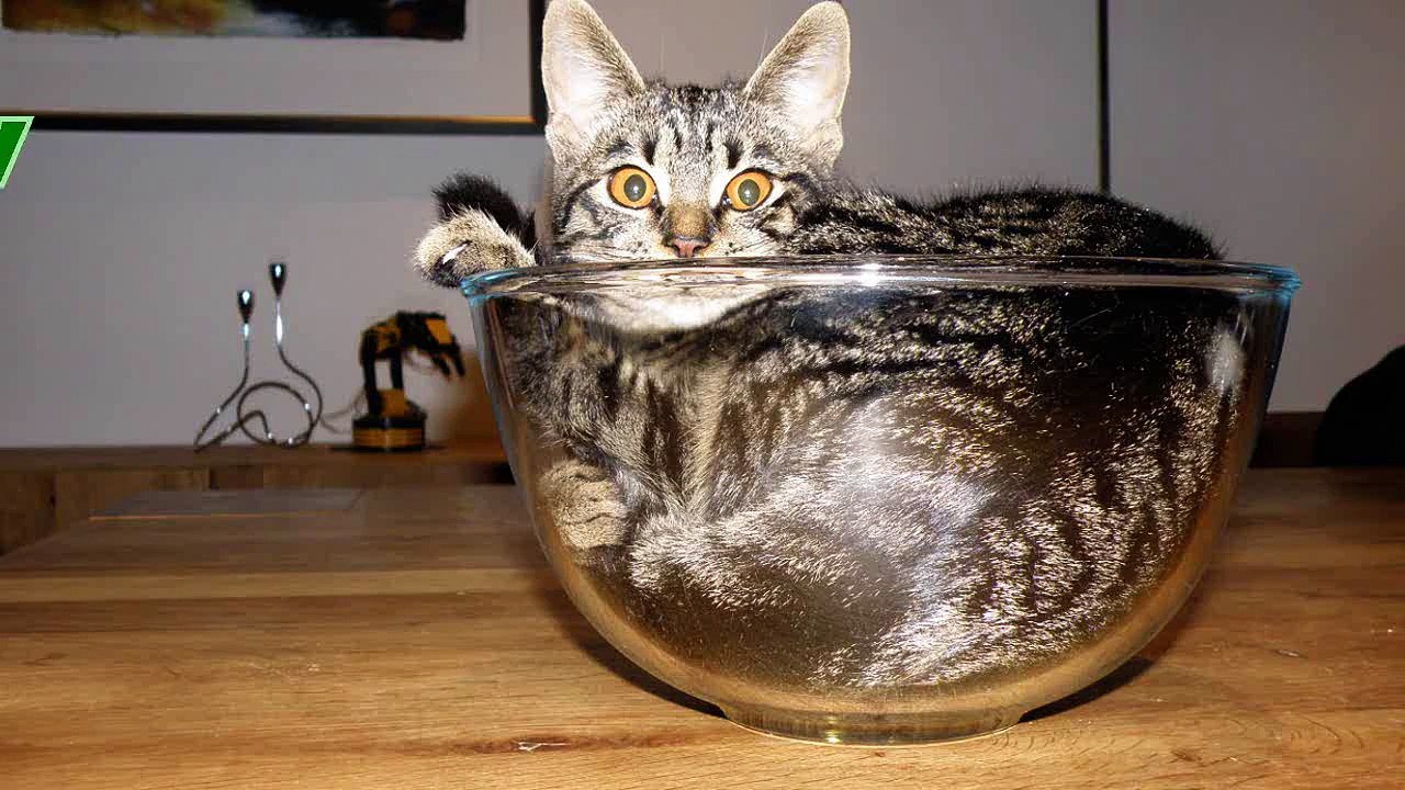 If it fits, I sits - Funny and cute animal compilation