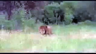 Huge African Lion vs American Black Bear