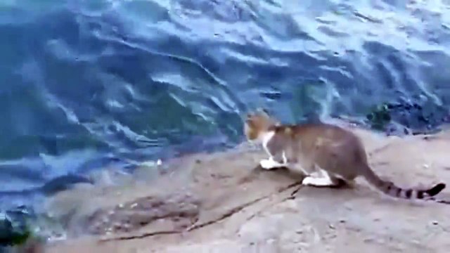 Рыбалка с котом. Кот просто взял и поймал рыбу