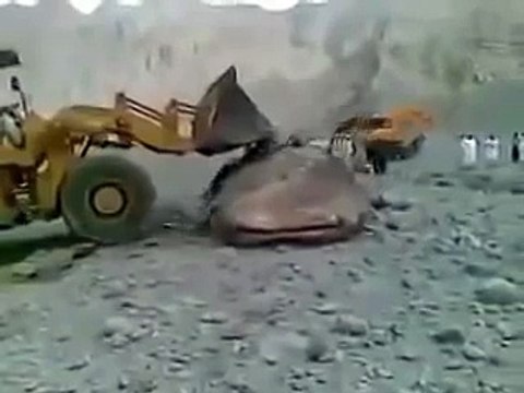 Самая большая рыба в мире