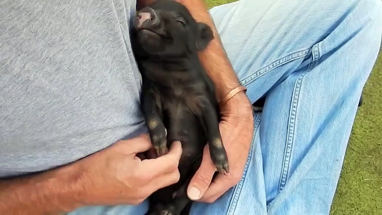 Самая милая хрюшка на свете!