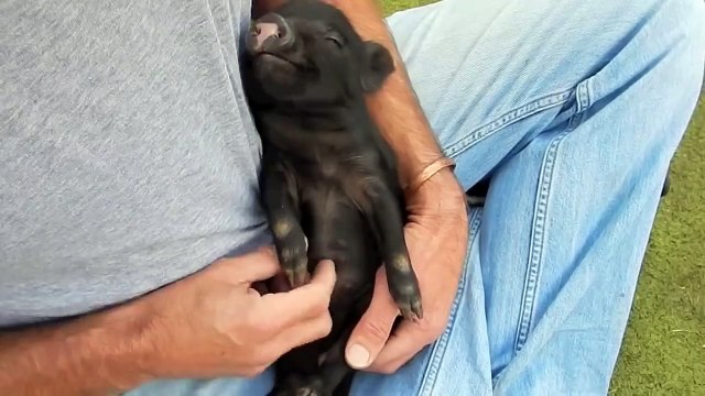 Самая милая хрюшка на свете!