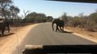 A curious elephant checks out our car, Kruger National park, South Africa