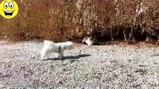 Best Funny Videos Dogs scared of cats Funny animal compilation