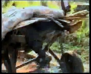 Special Assignment - Sierra Leone: Children of War Part 02