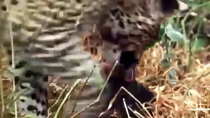 Un leopardo mata a un mono y cuando va a devorarlo descubre al bebé de su víctima y...