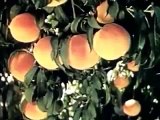 Popular Prune & Dried fruit videos