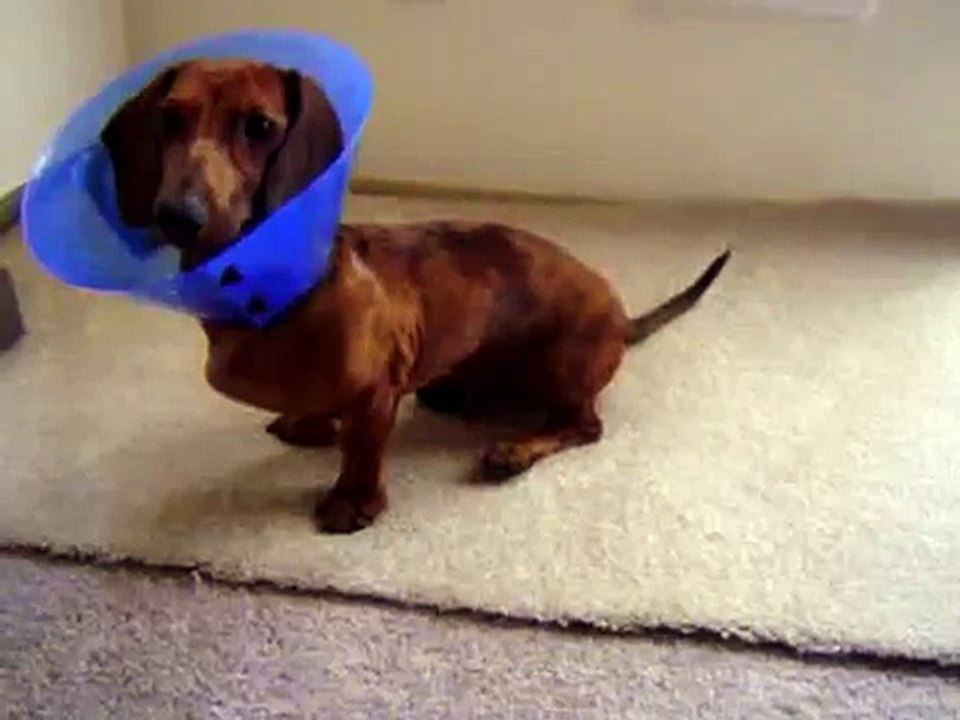 Diesel VS the E-collar