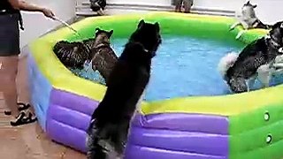 husky playing water