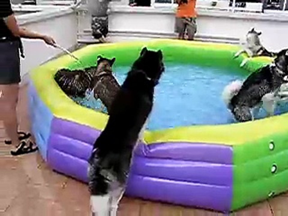 husky playing water