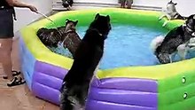 husky playing water