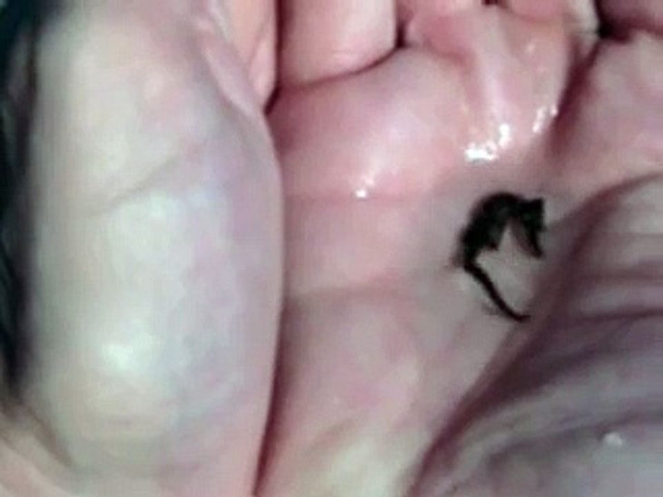 Baby Seahorse