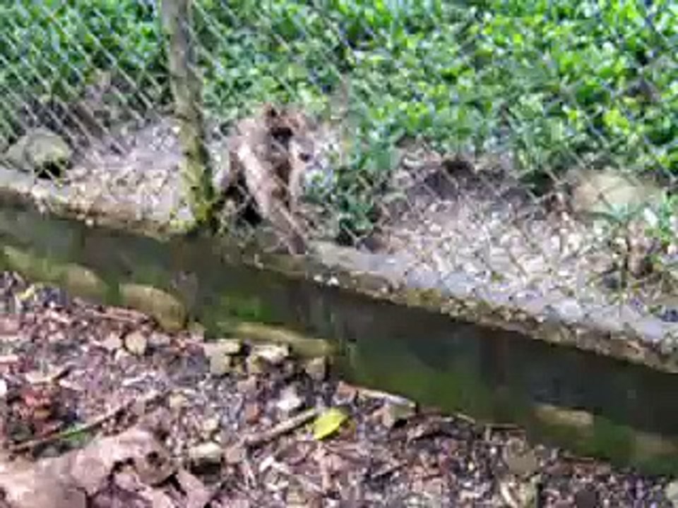 MONO INTELIGENTE smart monkey