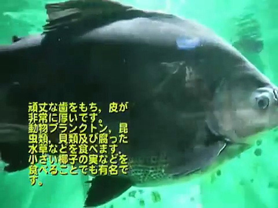 the-amazon-of-three-types-fish-video-dailymotion