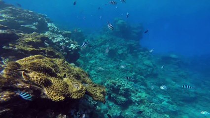 Great Barrier Reef Cairns