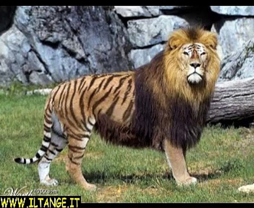 ANIMALI STRANI DAL MONDO - STRANGE ANIMALS - animales extraños - animaux étranges