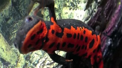 Cynops Orientalis - Salamandra dal Ventre di Fuoco - Acquario Aquael 20 litri