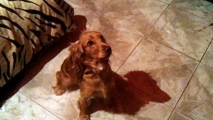 My spanish cocker dog PEKY can count 123 !!!