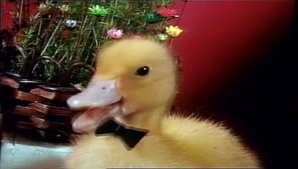 Saturnin - Saturnin Meneur De Revue