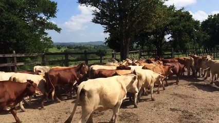 VENTA DE GANADO - NOVILLONAS PIE DE CRIA