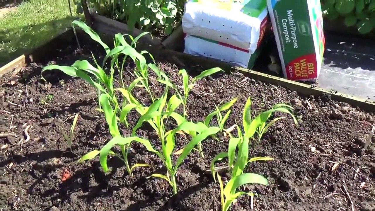 Square Foot Gardening Planting 04 - The Three Sisters - video Dailymotion