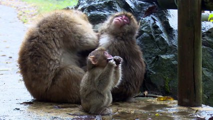 【SNOW MONKEY】 ☆Cute Baby☆ Rainy Day　地獄谷野猿公苑