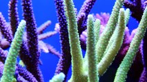A Reef in the Sky 5: Aquarium