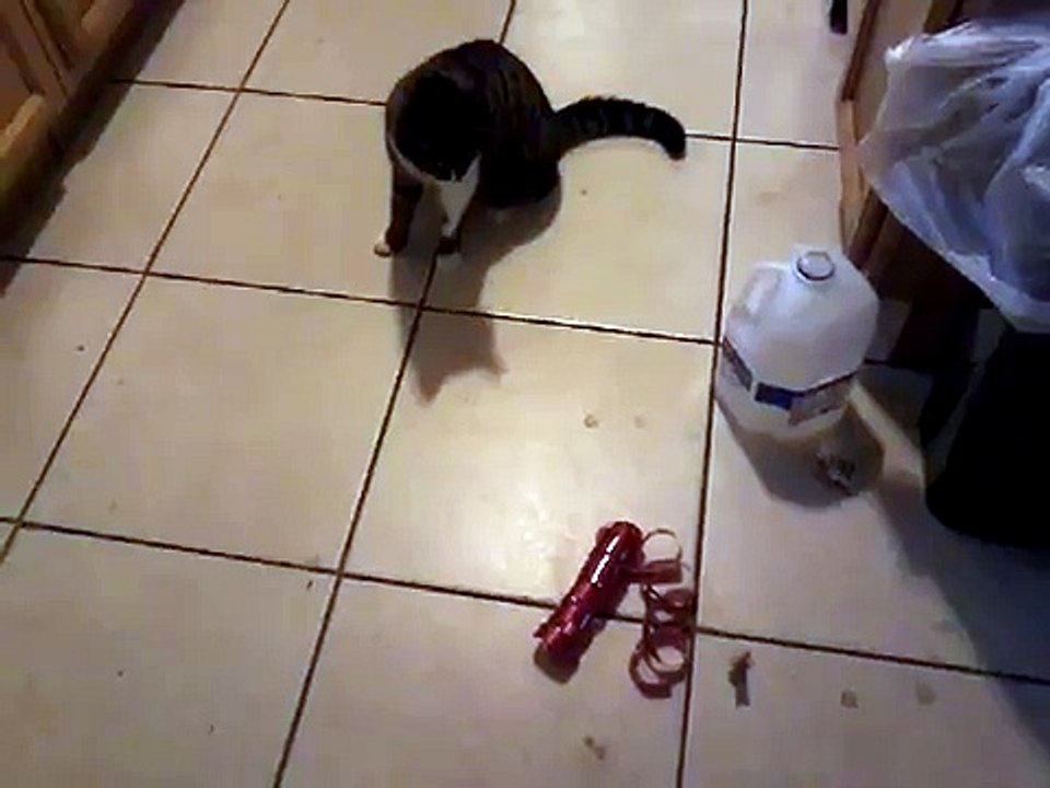 Funny cat plays with ribbon