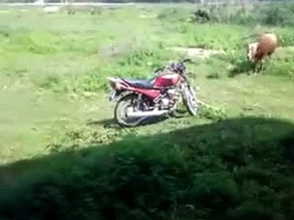 Kashmiri Funny Video Ever