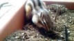 Palm Squirrel Burying Nuts (Penelope Garcia, a Girly Squirrel in South Korea)