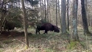 Bison på Bornholm